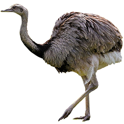Rheas